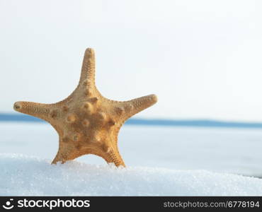 Starfish on snow