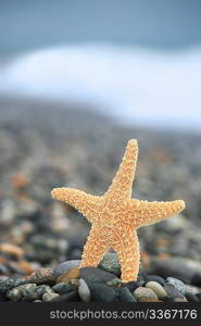 Starfish on stone seacoast