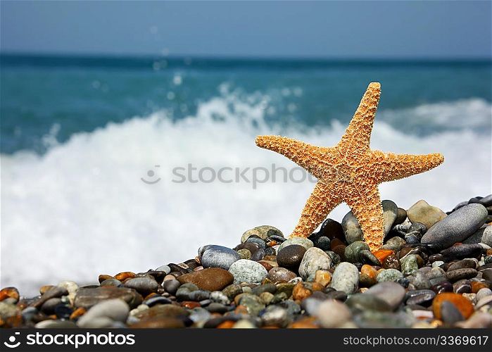 Starfish on stone seacoast