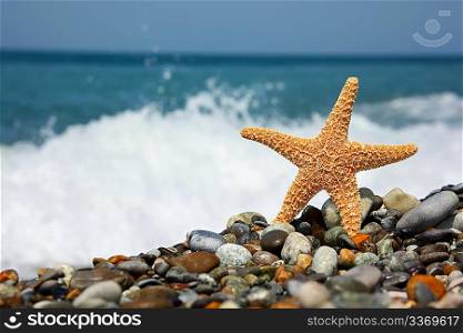 Starfish on stone seacoast