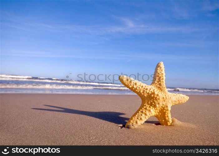 Starfish on summer sunny beach. Travel, vacation concepts