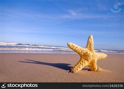 Starfish on summer sunny beach. Travel, vacation concepts