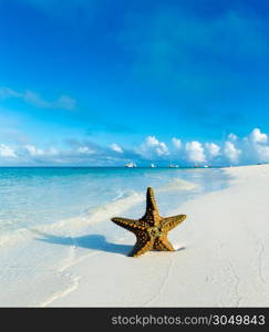 Starfish on the beach