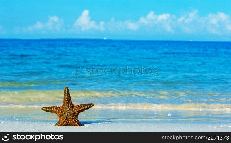 Starfish on the beach background