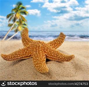 Starfish On The Beach,Close Up
