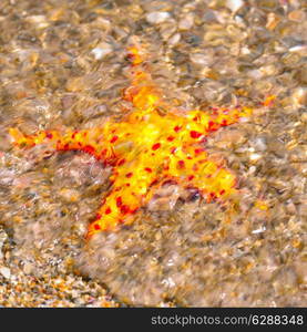 Starfish on the beach in ocean waves