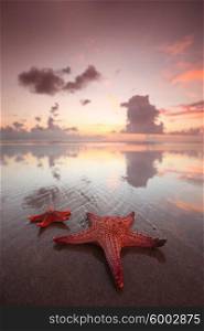 Starfish on the beach . Starfish on the beach and beautiful sunset on Bali