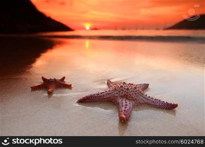 Starfish on the beach. Starfish on the beach and beautiful sunset over the sea background