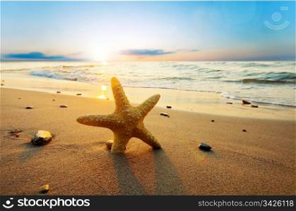 Starfish on the beach. Summer time
