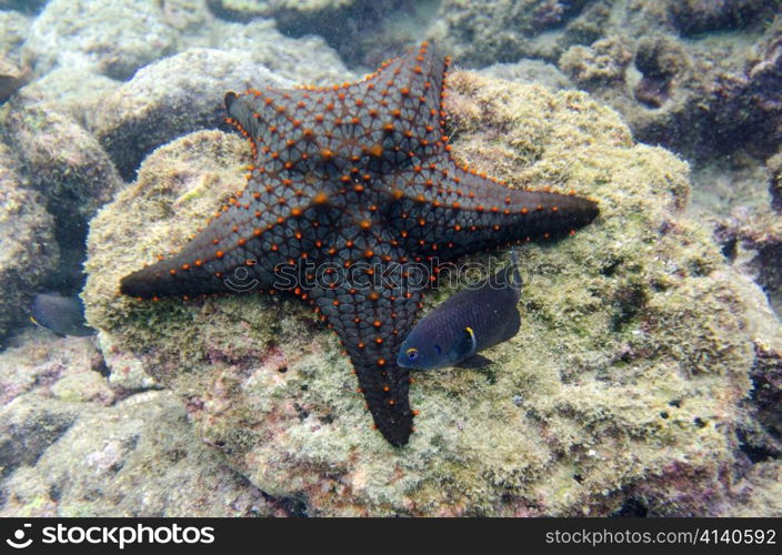 Starfish on the rock underwater Bartolome Island, Galapagos Islands, Ecuador