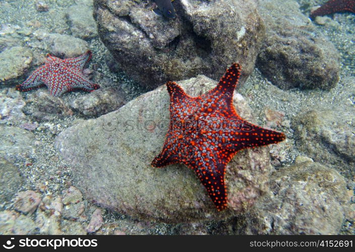 Starfish on the rock underwater Bartolome Island, Galapagos Islands, Ecuador