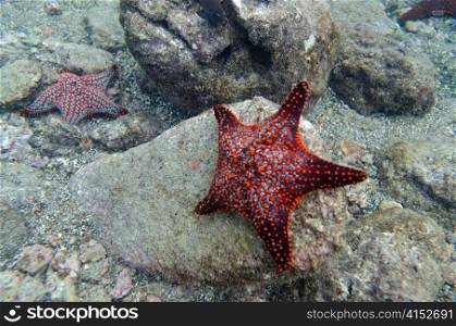 Starfish on the rock underwater Bartolome Island, Galapagos Islands, Ecuador