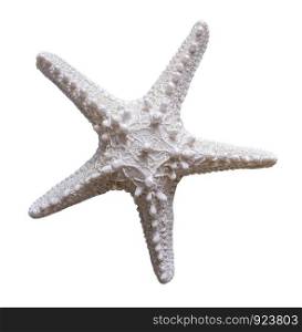 Starfish on white background with clipping path