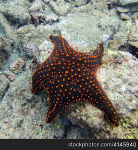 Starfish swimming underwater, Bartolome Island, Galapagos Islands, Ecuador