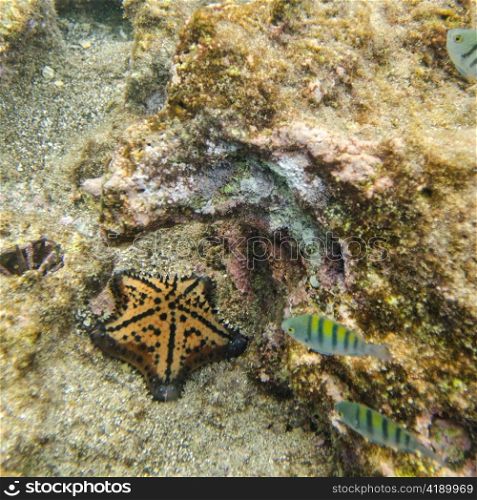 Starfish swimming underwater, Bartolome Island, Galapagos Islands, Ecuador