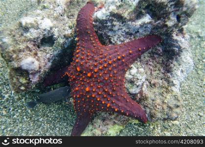 Starfish with a small fish underwater, Bartolome Island, Galapagos Islands, Ecuador
