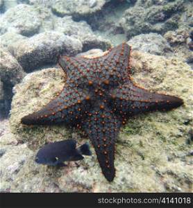 Starfish with another small fish on a rock, Bartolome Island, Galapagos Islands, Ecuador