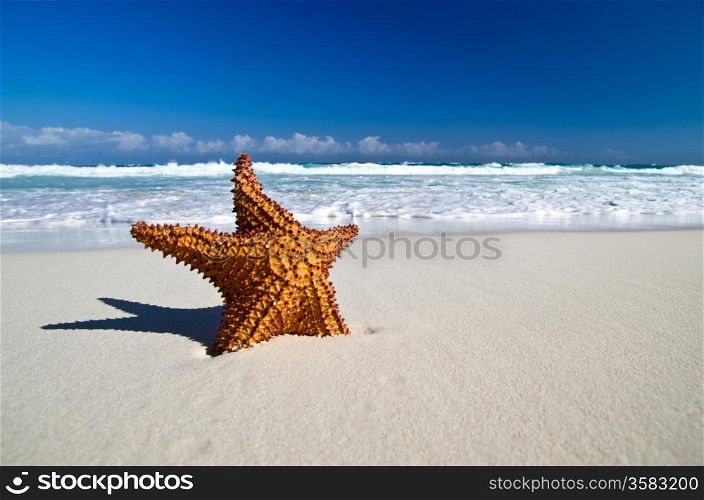 starfish with ocean , beach and seascape,