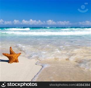 starfish with ocean , beach and seascape,