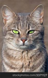 Staring cat with green eyes