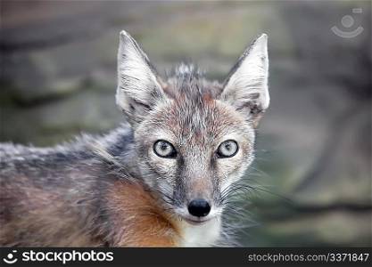 staring corsac fox in kiev zoo