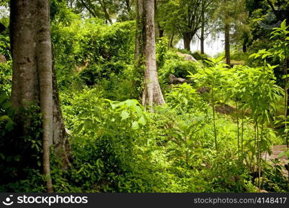 Staring into thick tropical jungle in vibrant green