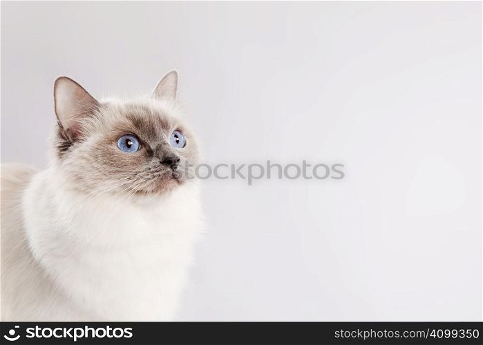 Staring ragdoll cat over a light grey background