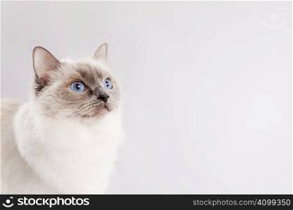 Staring ragdoll cat over a light grey background