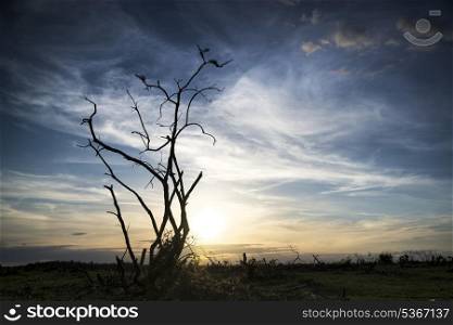Stark bush silhouette against stunning sunset sky