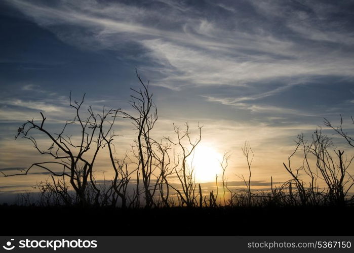 Stark bush silhouette against stunning sunset sky