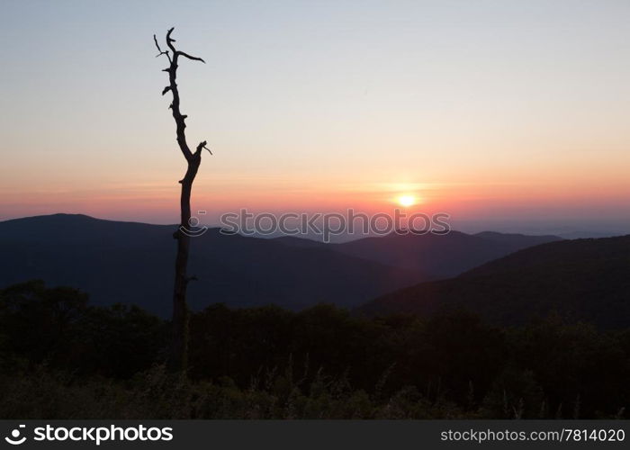 Stark outline of tree against sunrise on Skyline Drive in Virginia