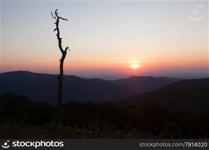 Stark outline of tree against sunrise on Skyline Drive in Virginia