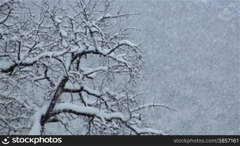 Starker Schneefall mit -sten eines Baumes