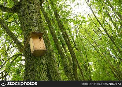 Starling-house on a tree in a forest.