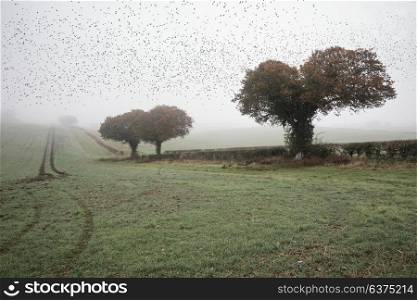 Starling murmuration in foggy Autumn morning landscape in British countryside