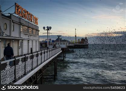 Starling murmuration over Brighton pier during Winter sunset.