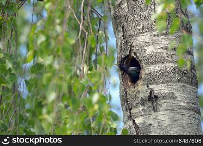 Starling Nesting in sprig forest. Starling Nesting in forest
