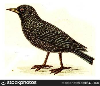 Starling, vintage engraved illustration. From Deutch Birds of Europe Atlas.