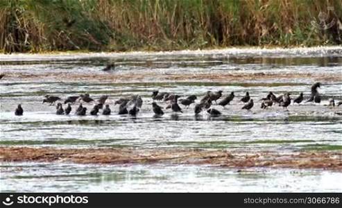Starlings in the lake