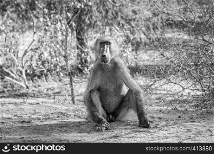 Starring Baboon in black and white in the Kruger National Park, South Africa.
