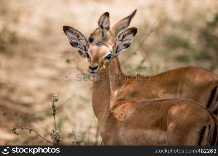 Starring baby Impala in the Kruger National Park, South Africa.