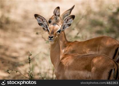 Starring baby Impala in the Kruger National Park, South Africa.