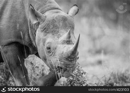 Starring Black rhino in black and white, South Africa.