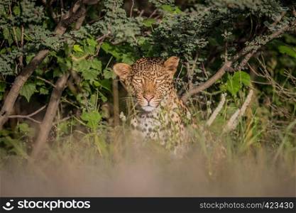 Starring Leopard in bushes in the Central Khalahari, Botswana.