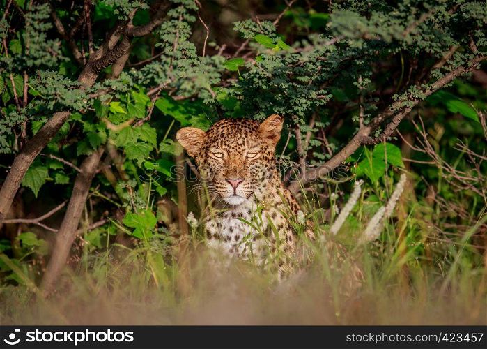Starring Leopard in bushes in the Central Khalahari, Botswana.