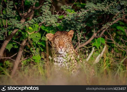 Starring Leopard in bushes in the Central Khalahari, Botswana.