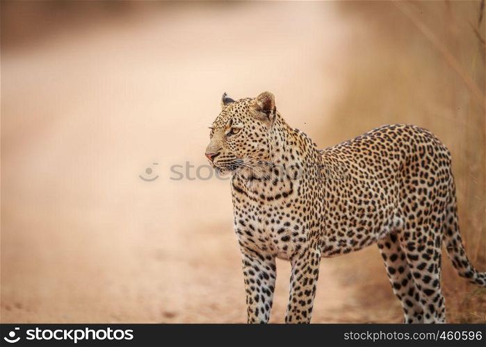 Starring Leopard on the road in the Kruger National Park, South Africa.