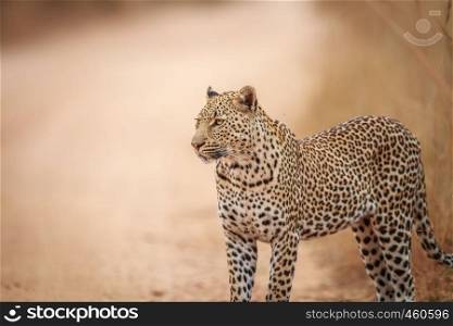 Starring Leopard on the road in the Kruger National Park, South Africa.