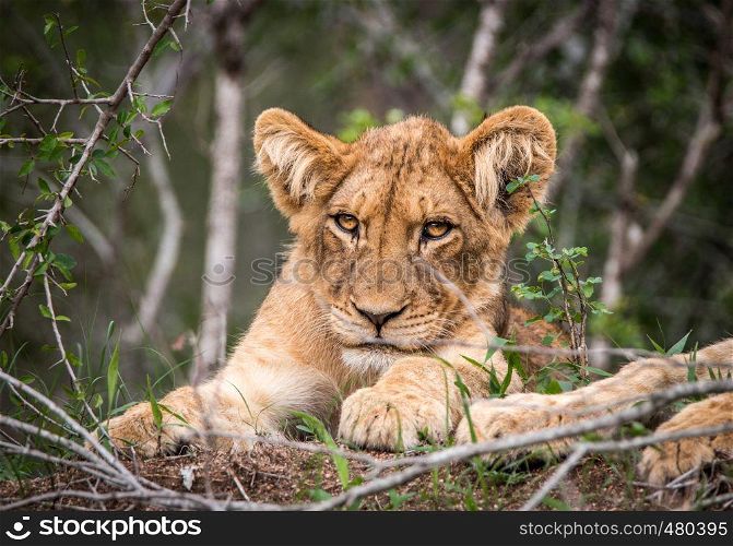 Starring Lion cub in the Kruger National Park, South Africa.