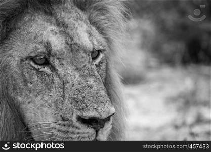 Starring Lion in black and white in the Kruger National Park, South Africa.